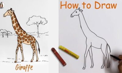 The Art of Drawing Giraffes: A Comprehensive Guide