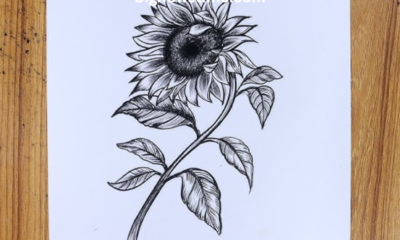 drawing8k5w6 pyq= sunflower