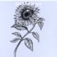 drawing8k5w6 pyq= sunflower