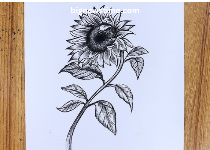 drawing8k5w6 pyq= sunflower